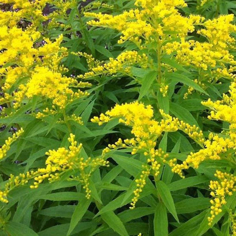 Goldrute Strahlenkrone - Solidago (Laub)