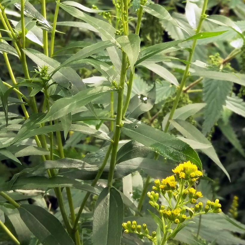 Kanadische Goldrute - Solidago canadensis (Laub)