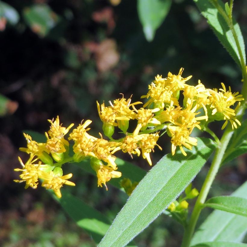 Kanadische Goldrute - Solidago canadensis (Blüte)