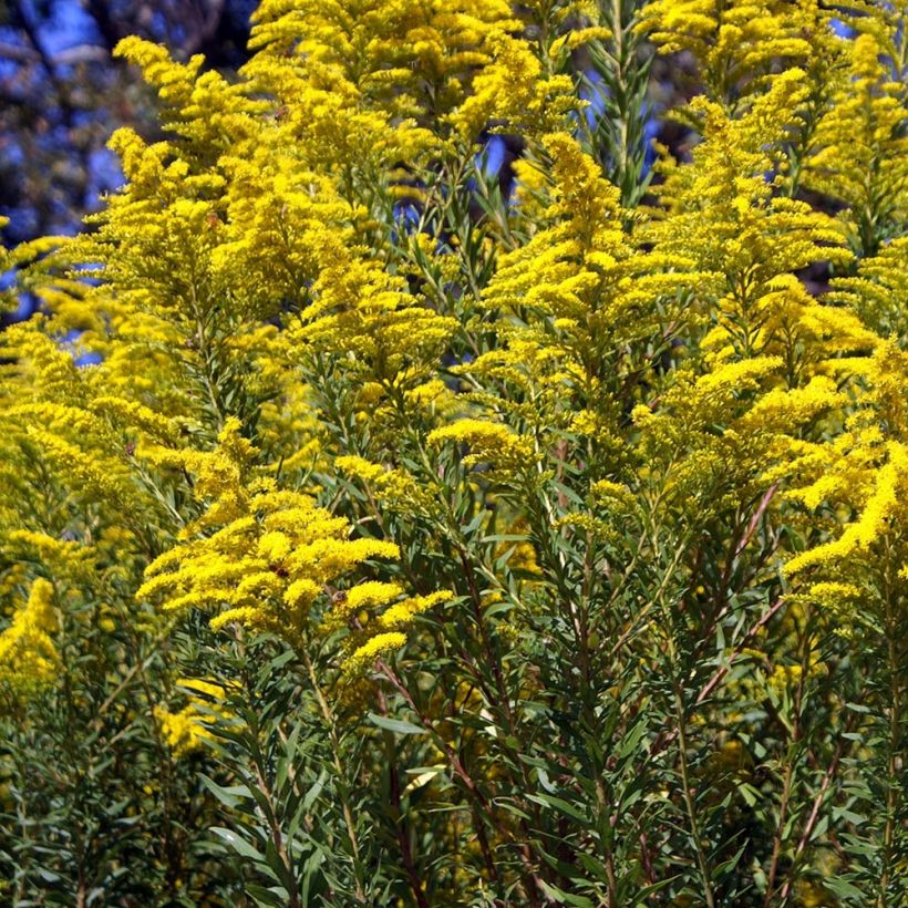 Kanadische Goldrute - Solidago canadensis (Hafen)