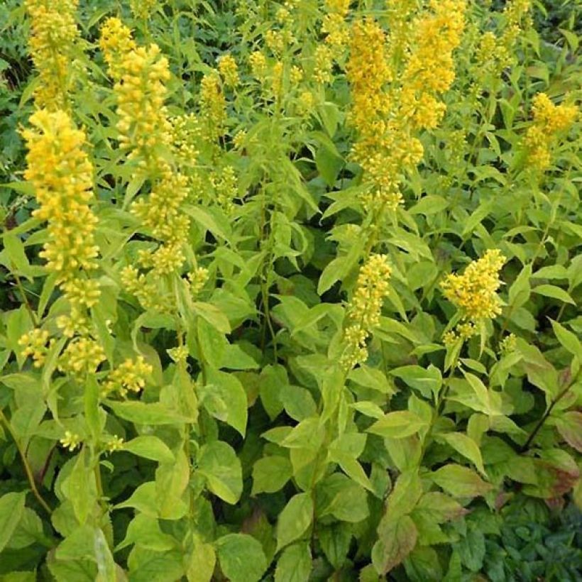 Goldrute Variegata - Solidago flexicaulis (Hafen)