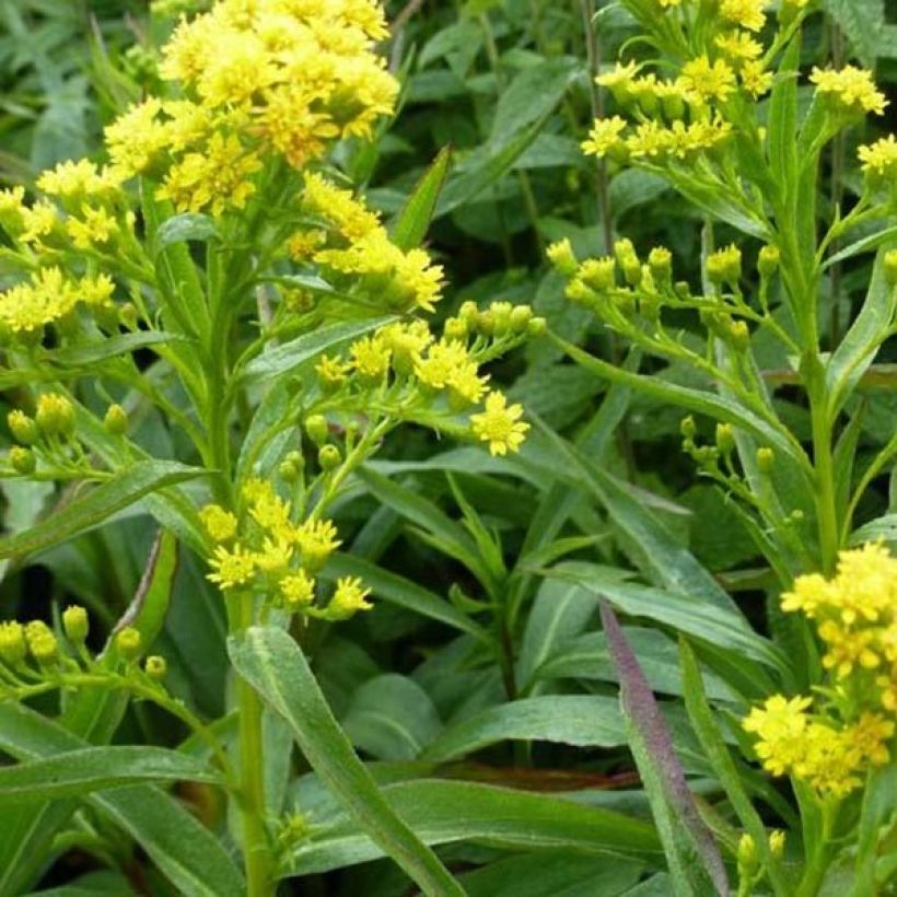 Goldrute Goldene Wellen - Solidago sempervirens (Laub)