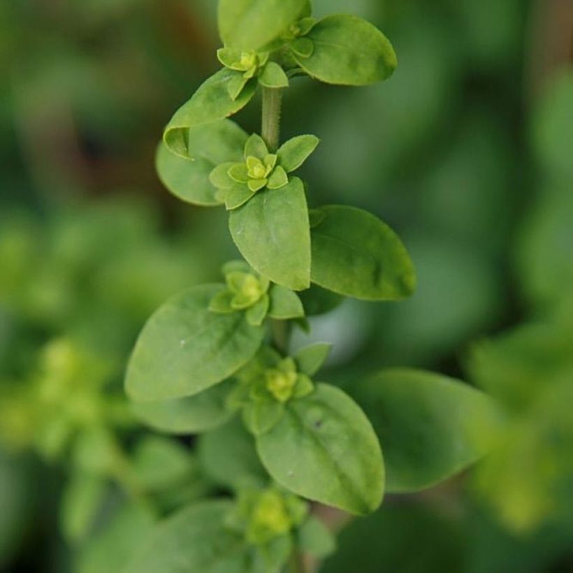 Goldrute Golden Fleece - Solidago sphacelata (Laub)