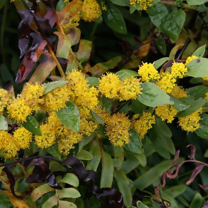 Goldrute Golden Fleece - Solidago sphacelata (Blüte)