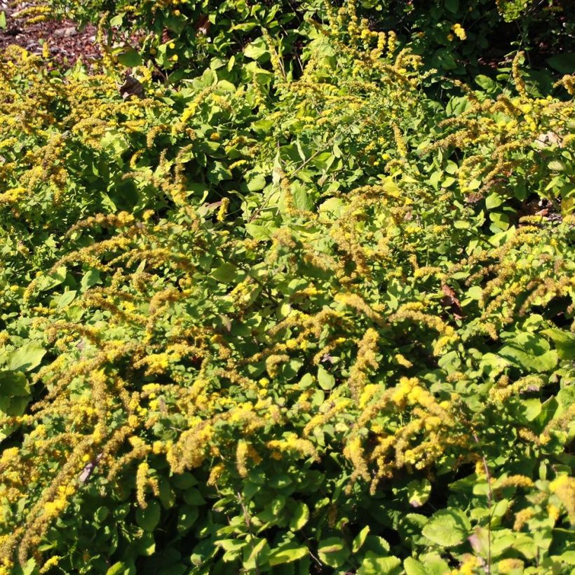 Goldrute Golden Fleece - Solidago sphacelata (Hafen)