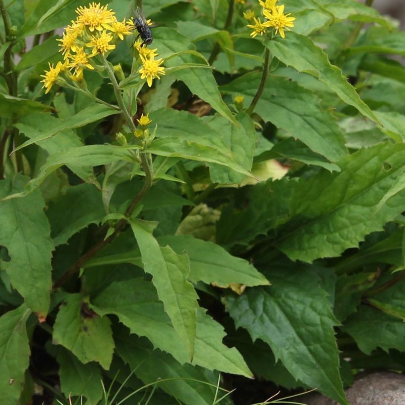 Gemeine Goldrute - Solidago virgaurea (Laub)