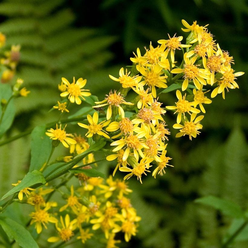 Gemeine Goldrute - Solidago virgaurea (Blüte)