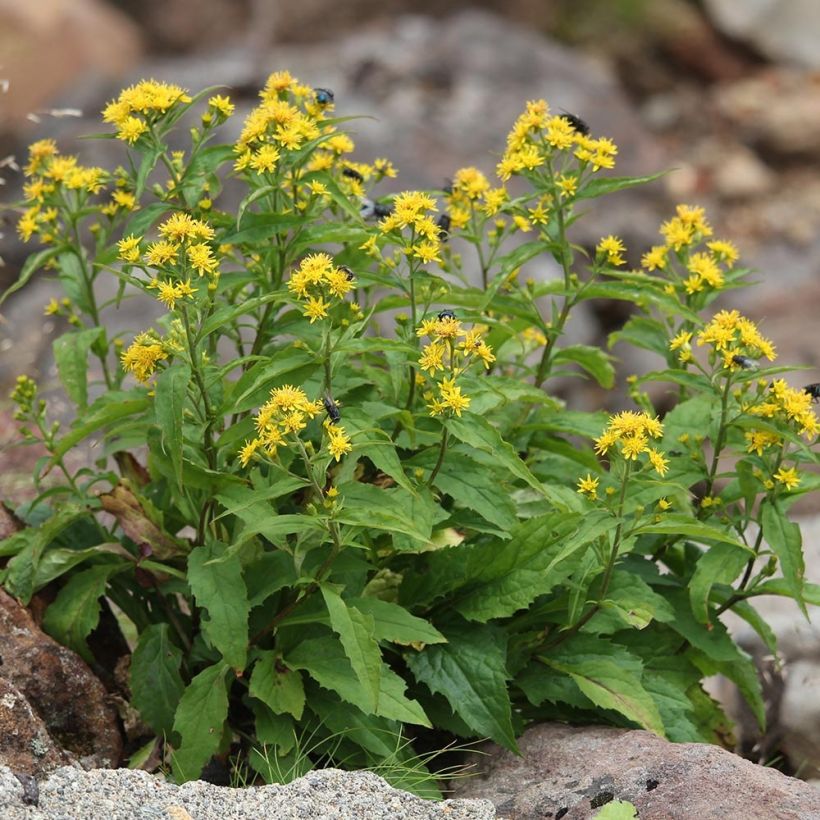 Gemeine Goldrute - Solidago virgaurea (Hafen)