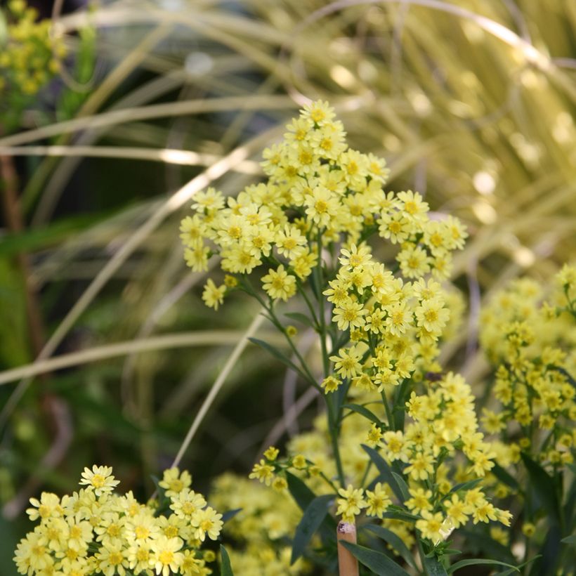 Solidaster luteus Lemore - Hybrid-Goldrute (Hafen)