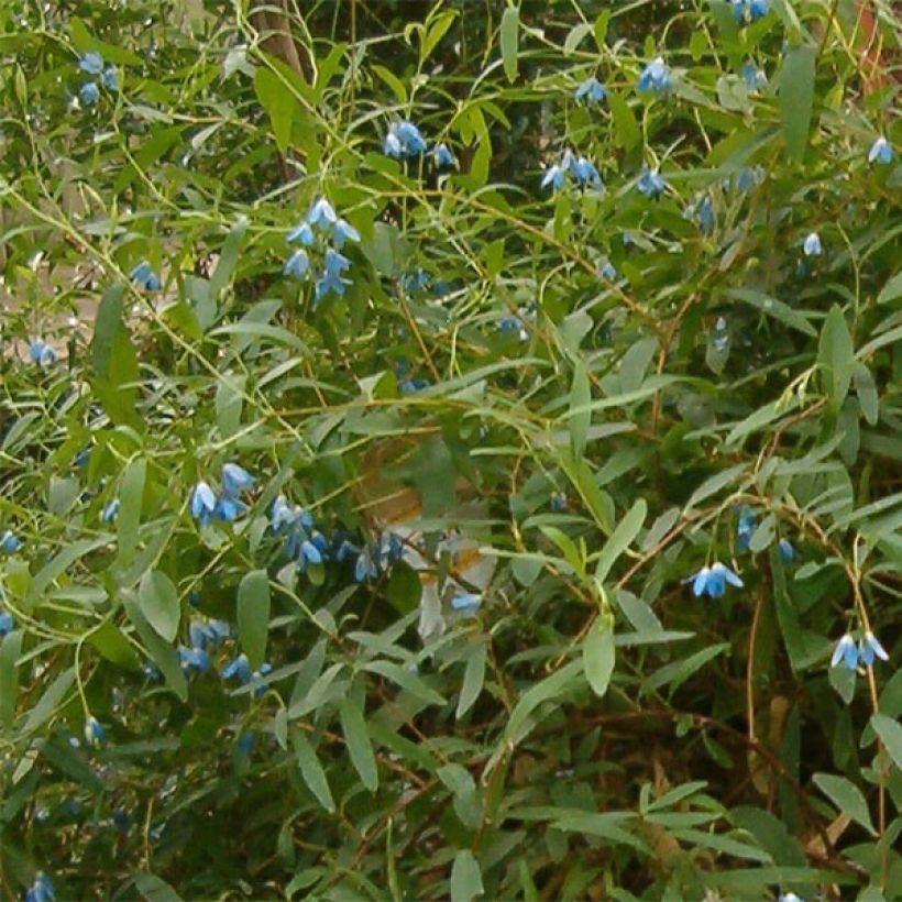 Sollya heterophylla - Sollyie (Blüte)