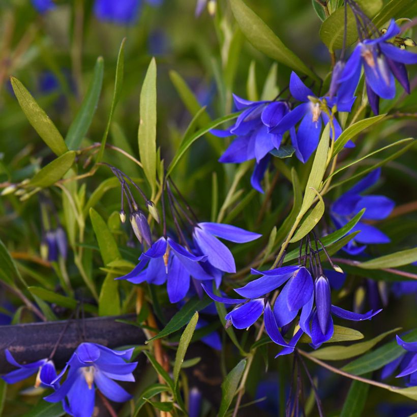 Sollya heterophylla Ultra Blue - Sollyie (Blüte)