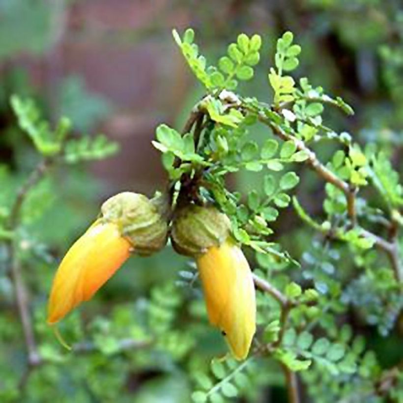 Sophora prostrata Little Baby - Schnurbaum (Blüte)