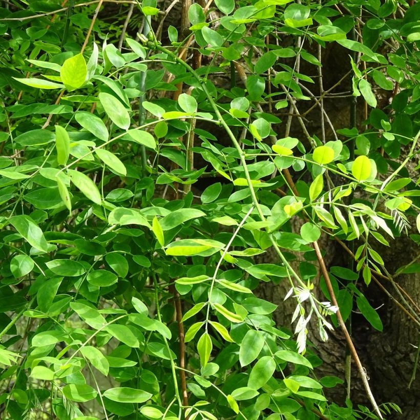 Sophora japonica - Japanischer Schnurbaum (Laub)