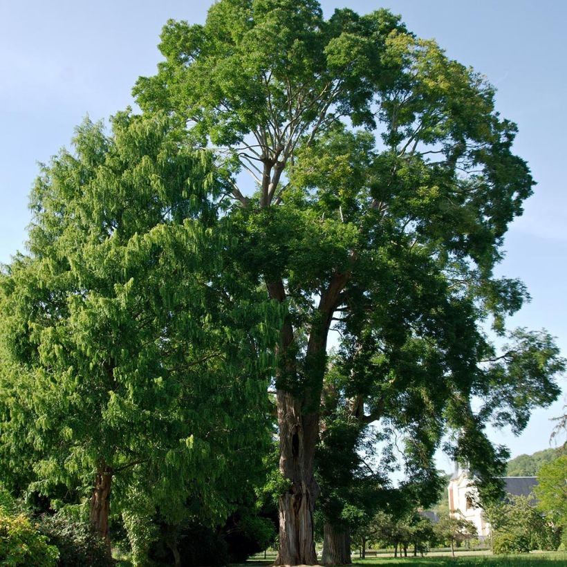 Sophora japonica - Japanischer Schnurbaum (Hafen)