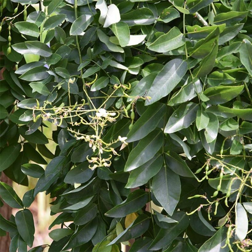 Sophora japonica Pendula - Japanischer Schnurbaum (Laub)