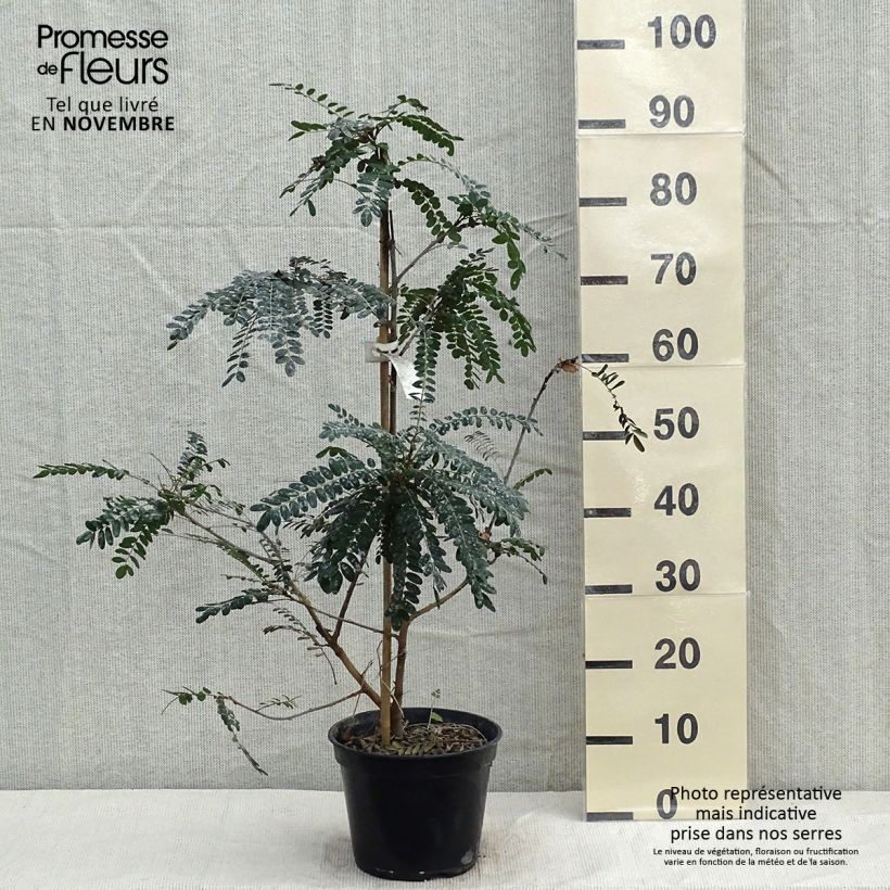 Exemplar von Sophora microphylla Sun King Pot de 2L/3L wie im Herbst geliefert