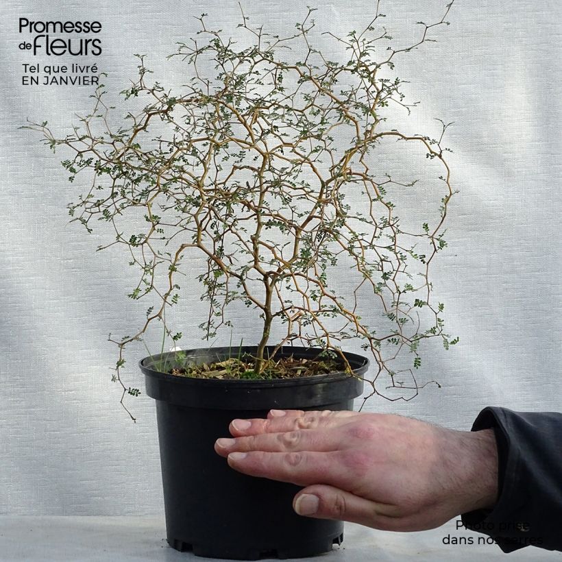 Exemplar von Sophora prostrata Little Baby - Schnurbaum wie im Winter geliefert