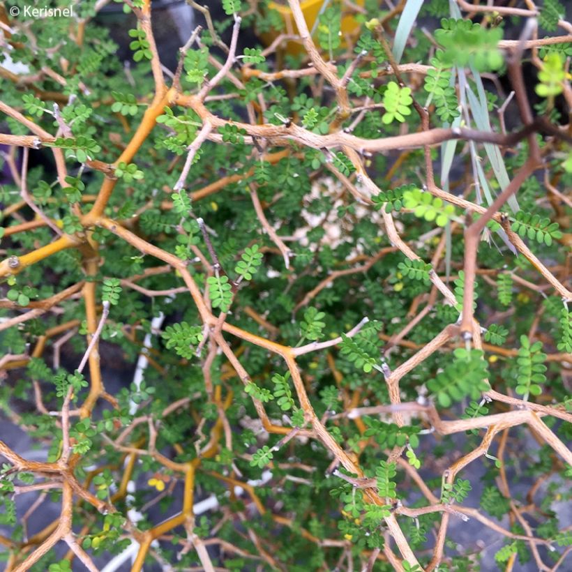 Sophora prostrata Little Baby - Schnurbaum (Laub)