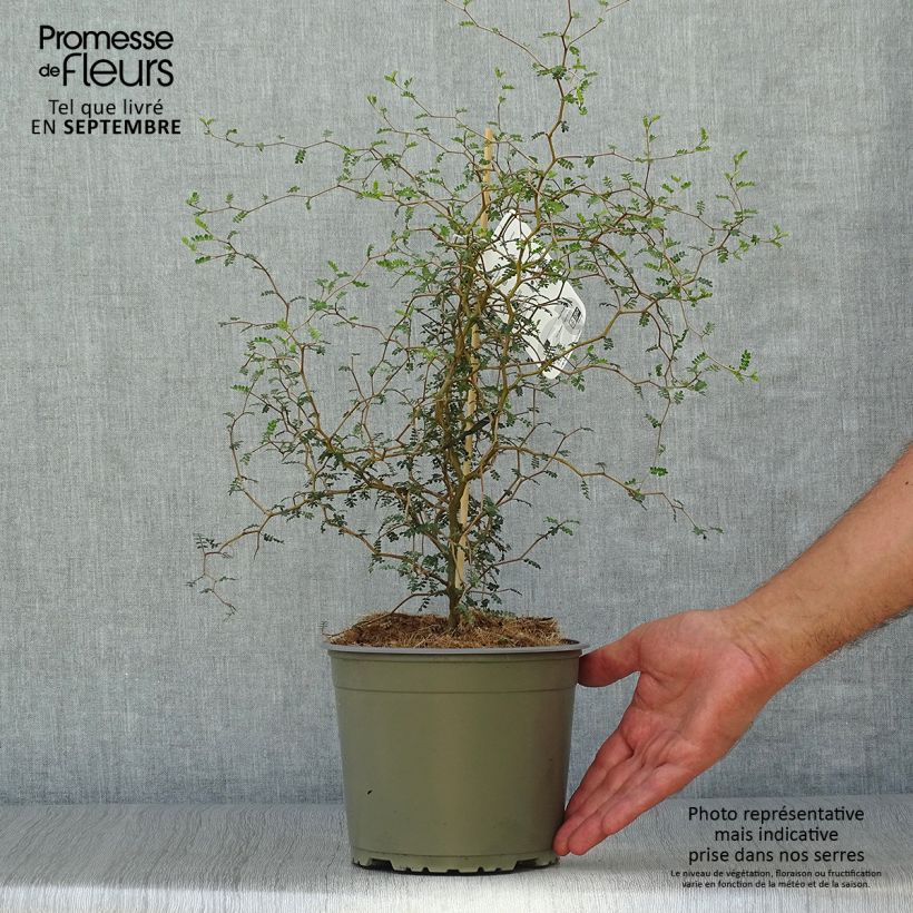 Exemplar von Sophora prostrata Little Baby - Schnurbaum wie im Herbst geliefert