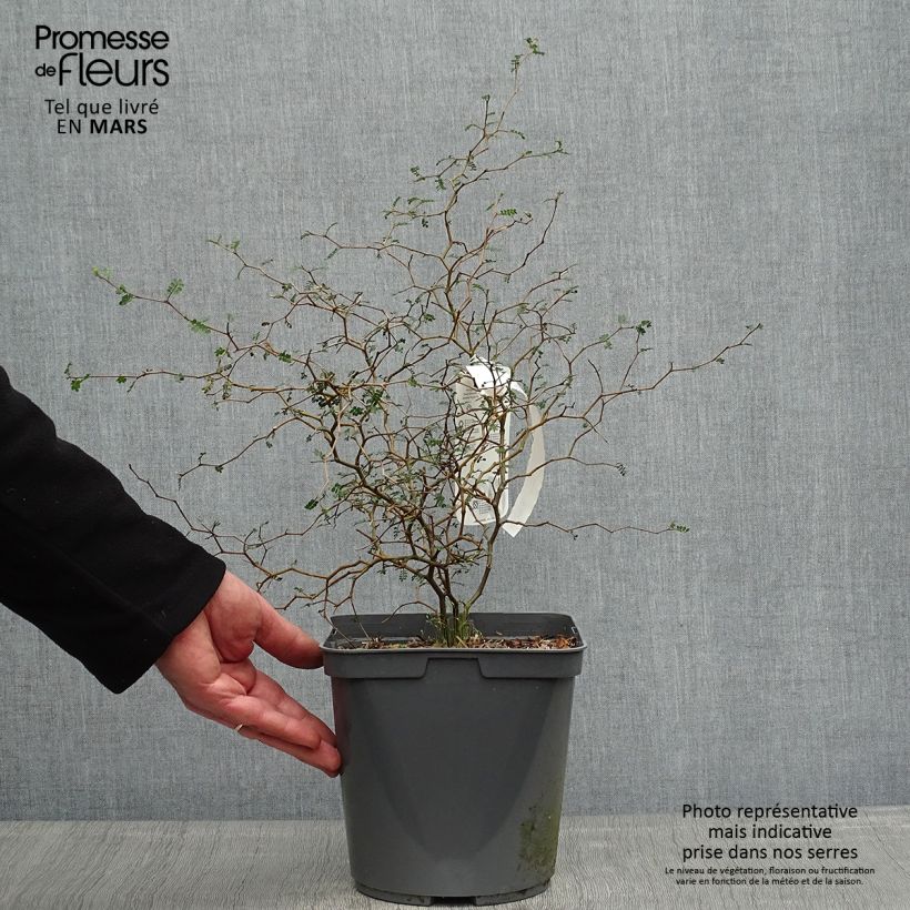 Exemplar von Sophora prostrata Little Baby - Schnurbaum Topf mit 3L/4LGelieferte Höhe ca. 40/50cm wie im Frühjahr geliefert