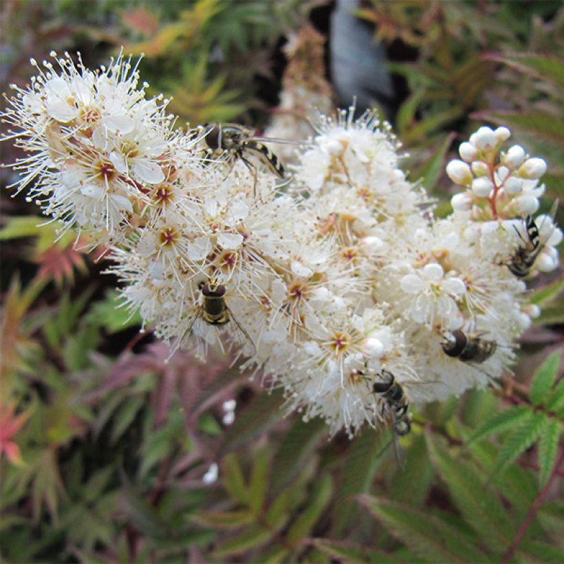 Sibirische Fiederspiere Sem - Sorbaria sorbifolia (Blüte)