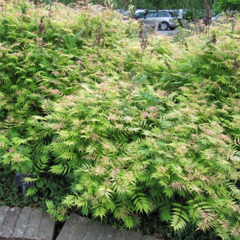 Sibirische Fiederspiere Sem - Sorbaria sorbifolia (Hafen)