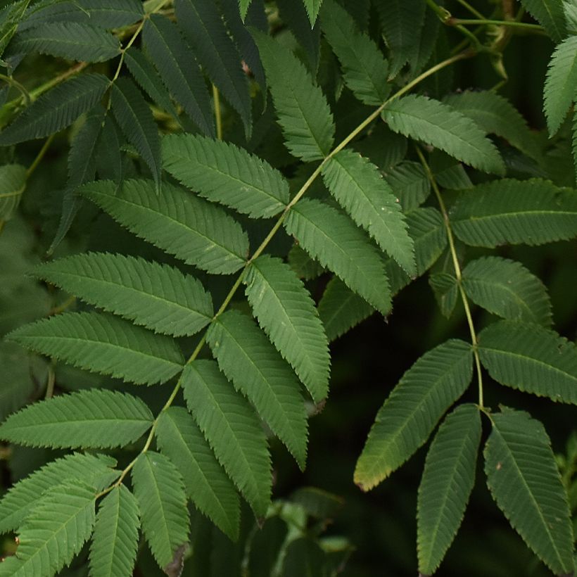 Himalaja-Fiederspiere Stick & Feathers - Sorbaria tomentosa subsp. angustifolia (Laub)