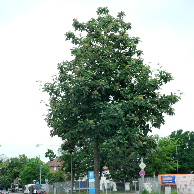 Mehlbeere Brouwers - Sorbus intermedia (Hafen)