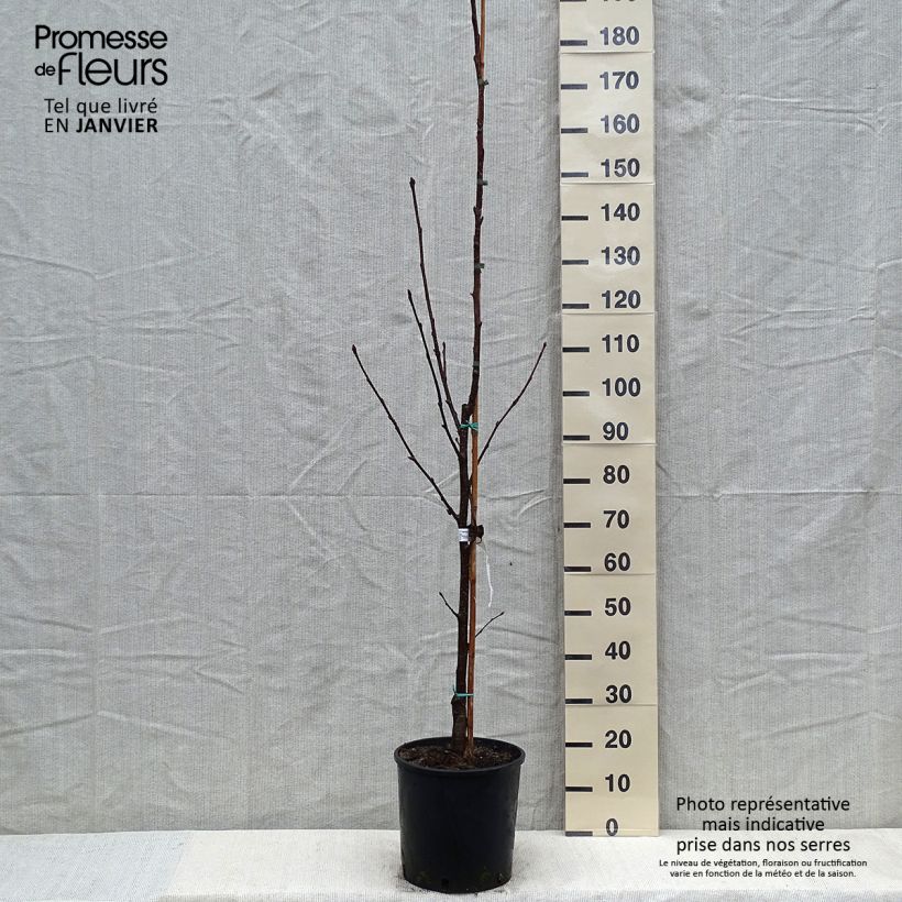 Exemplar von Sorbier, Alisier - Sorbus intermedia Brouwers Pot de 12L/15L wie im Winter geliefert