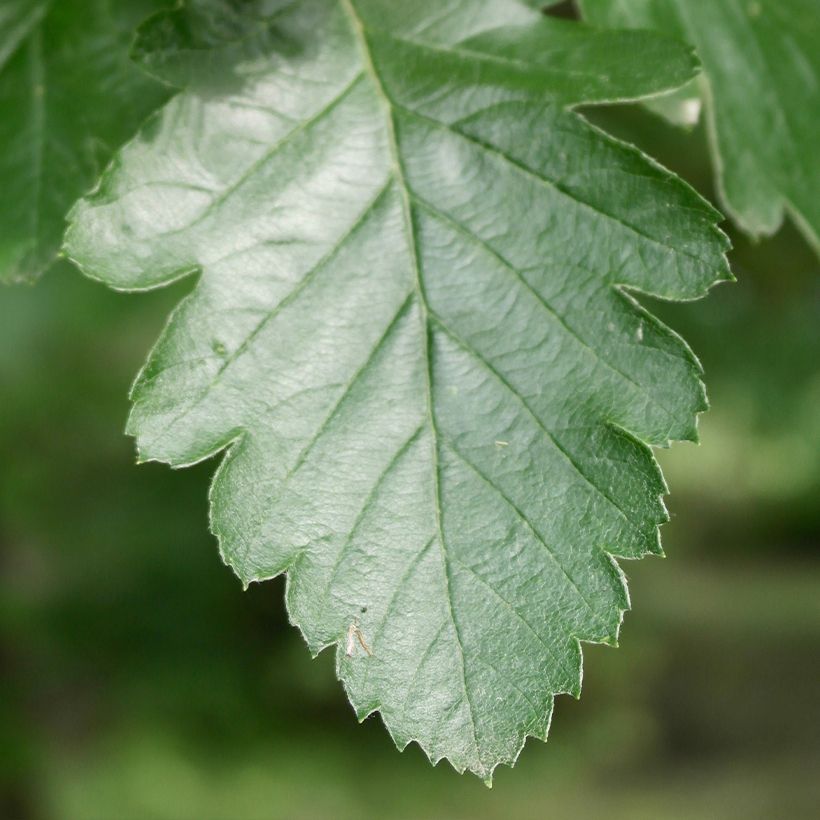 Mehlbeere Brouwers - Sorbus intermedia (Laub)