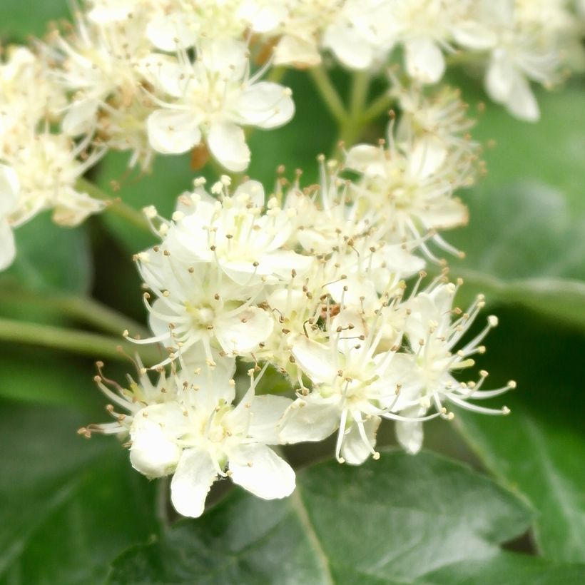 Mehlbeere Brouwers - Sorbus intermedia (Blüte)