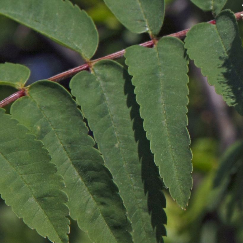 Vogelbeere Sheerwater Seedling - Sorbus aucuparia (Laub)