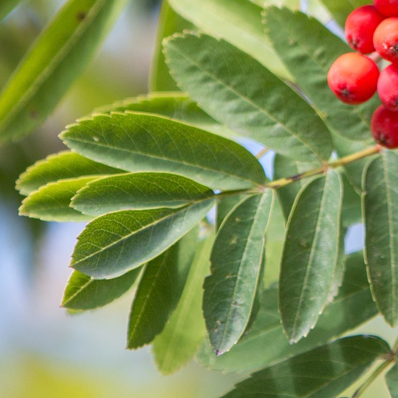 Vogelbeere Wettra - Sorbus aucuparia (Laub)