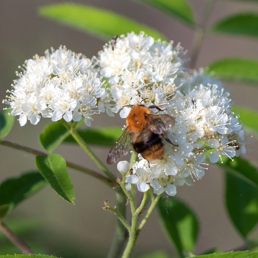 Vogelbeere Wettra - Sorbus aucuparia (Blüte)