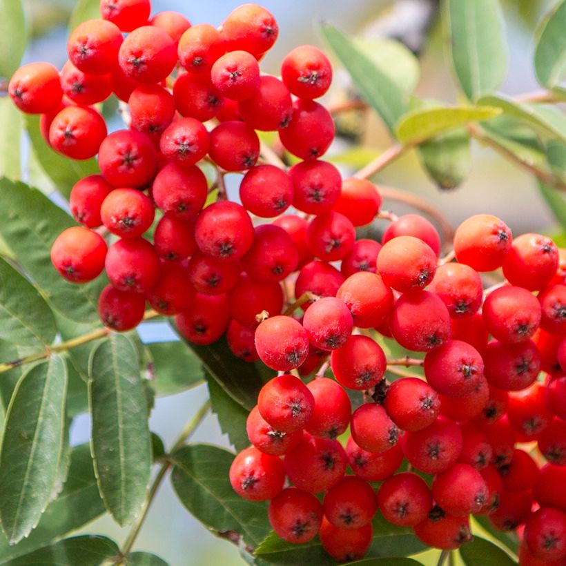 Vogelbeere Wettra - Sorbus aucuparia (Ernte)