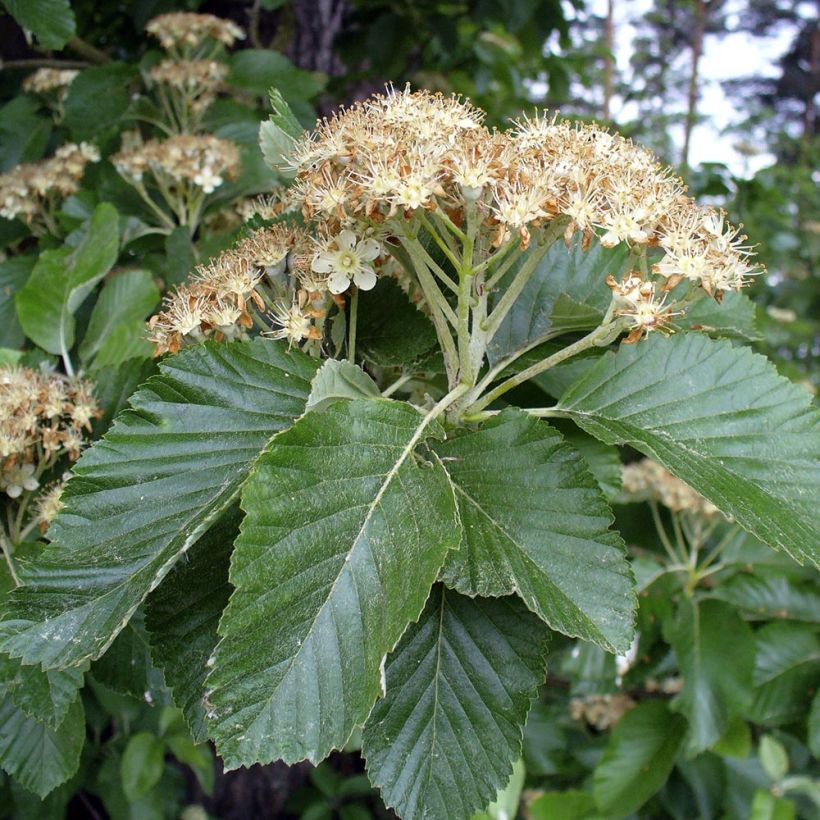 Echte Mehlbeere - Sorbus aria (Laub)