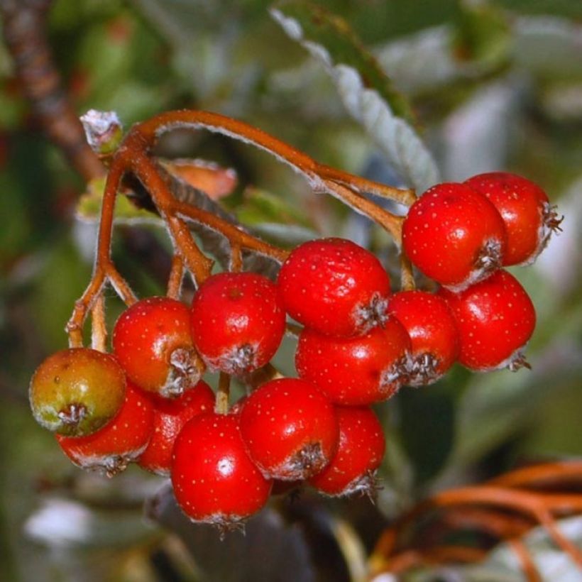 Echte Mehlbeere - Sorbus aria (Ernte)