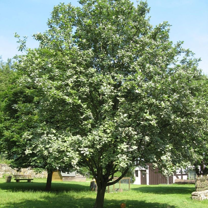 Echte Mehlbeere - Sorbus aria (Hafen)