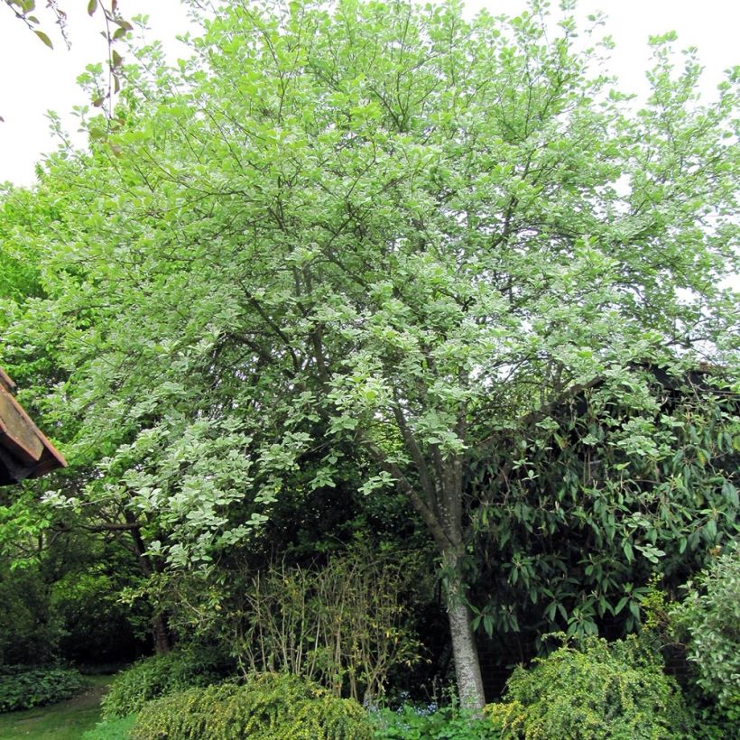 Echte Mehlbeere Lutescens - Sorbus aria (Hafen)