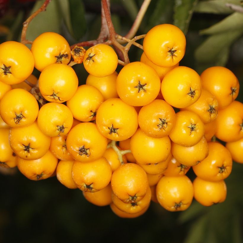 Mehlbeere Copper Glow - Sorbus x arnoldiana (Ernte)