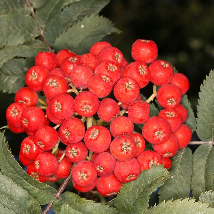 Vogelbeere Fastigiata - Sorbus aucuparia  (Ernte)