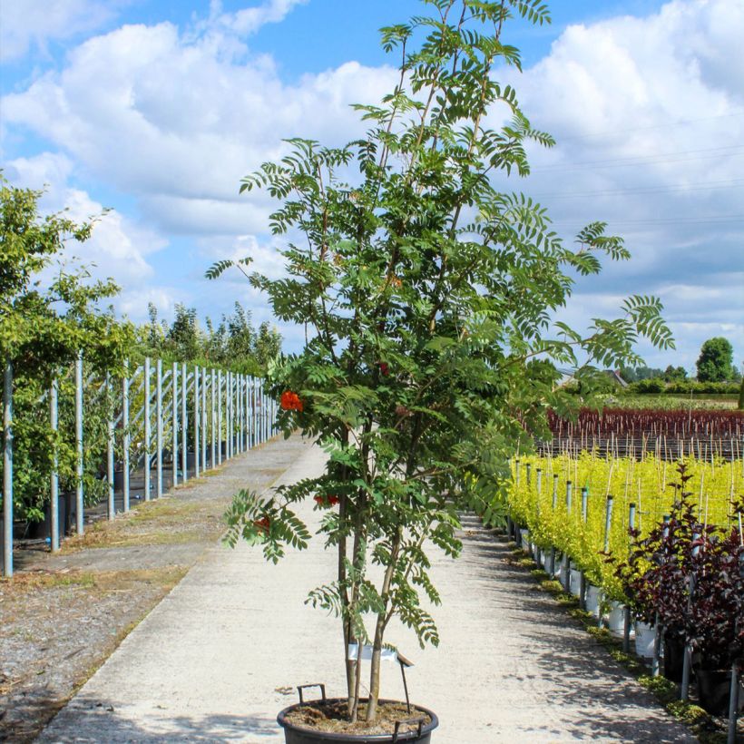 Exemplar von Vogelbeere - Sorbus aucuparia Topf mit 70L/75LGelieferte Höhe ca. 350/375cm wie im Frühjahr geliefert