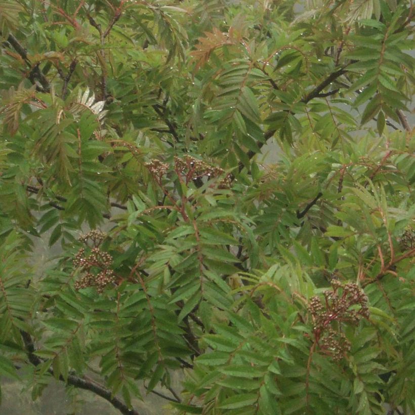 Taiwan-Vogelbeere - Sorbus randaiensis (Laub)