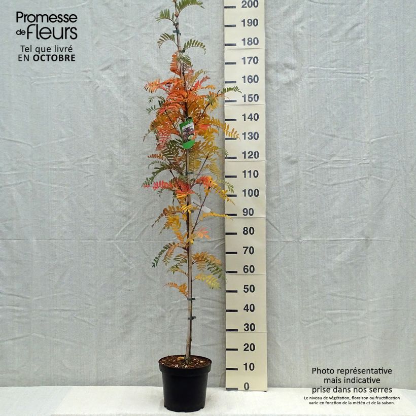 Exemplar von Leitern-Eberesche - Sorbus scalaris wie im Herbst geliefert