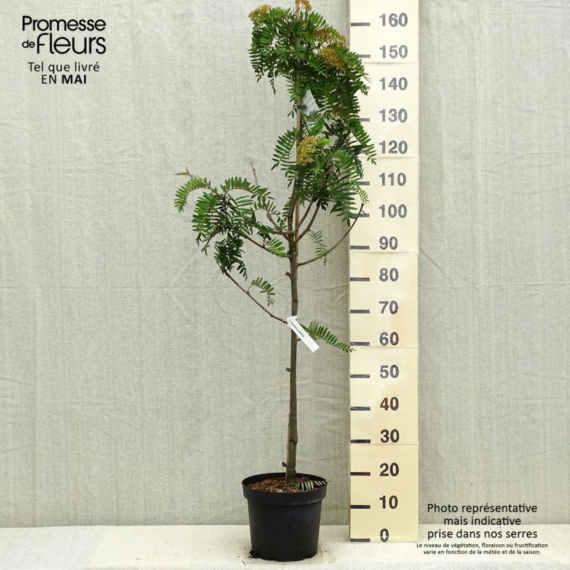 Exemplar von Leitern-Eberesche - Sorbus scalaris Topf mit 7,5L/10LGelieferte Höhe ca. 150/170cm wie im Frühjahr geliefert