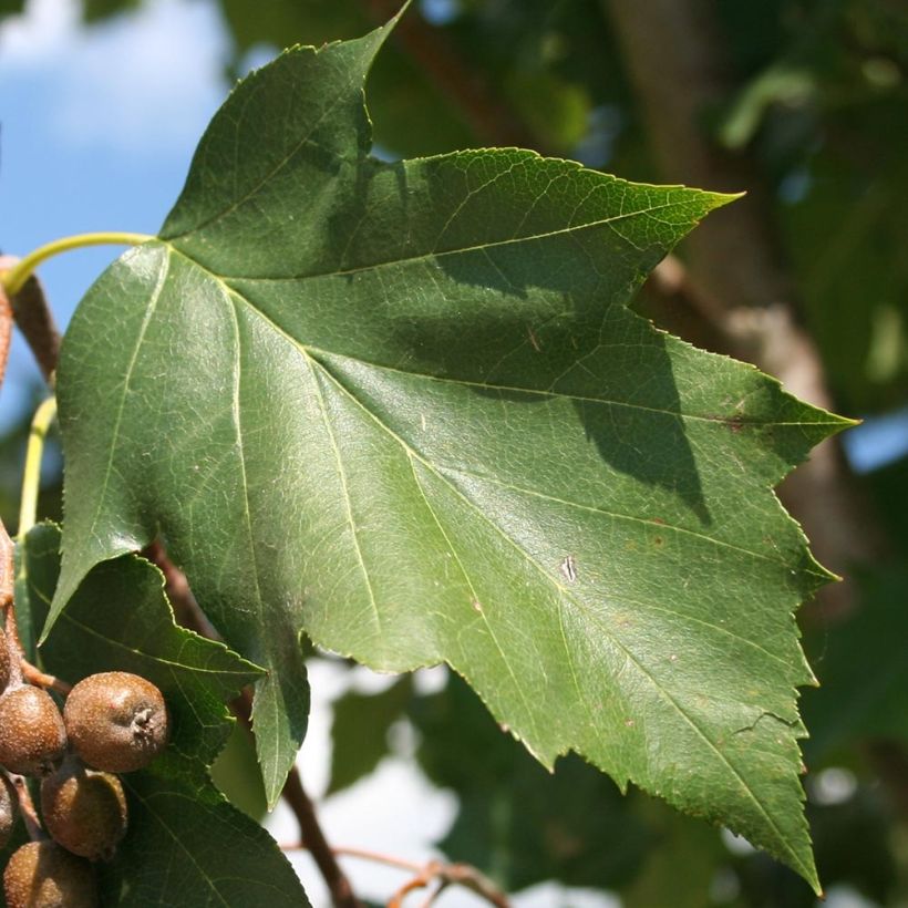 Elsbeere - Sorbus torminalis (Laub)