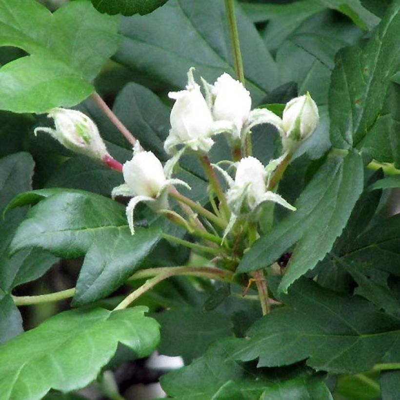 Elsbeere - Sorbus torminalis (Blüte)