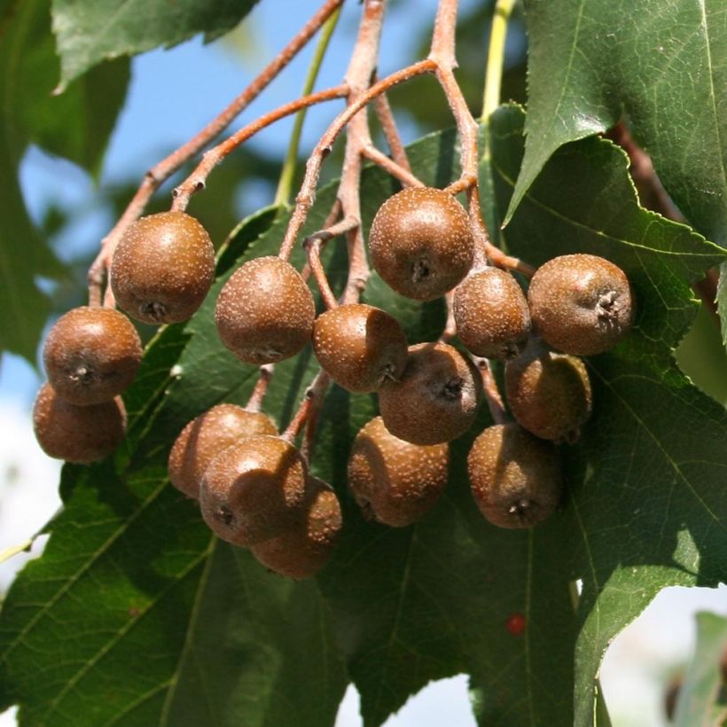 Elsbeere - Sorbus torminalis (Ernte)