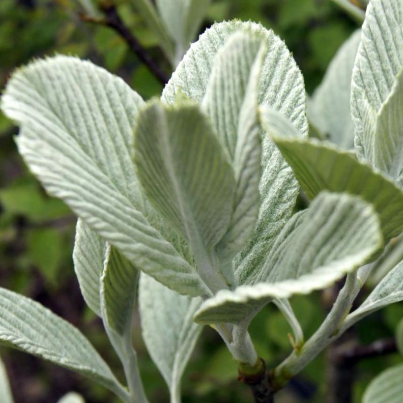 Mehlbeere - Sorbus wardii (Laub)