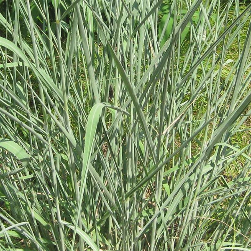 Sorghastrum nutans - Indianergras (Laub)